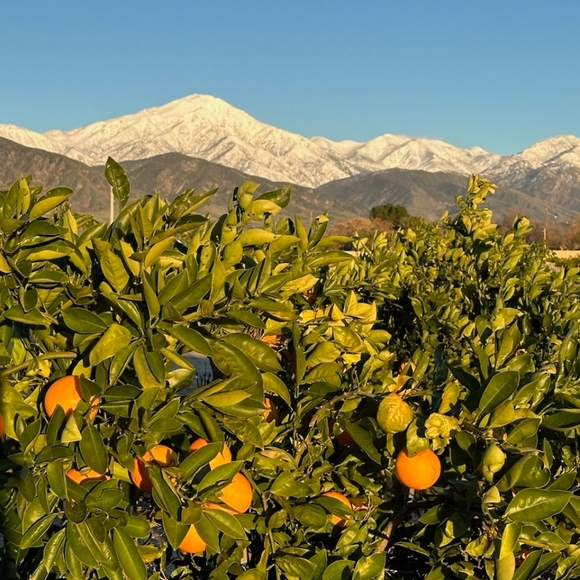 Meet your Posher, Posh - Picture 1 of 1